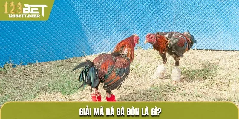 Giải mã đá gà đòn là gì?